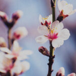 Flowering Prunus Rovensa Next Florastart